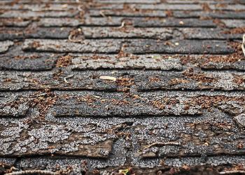Total Roofing Solutions and Construction Images